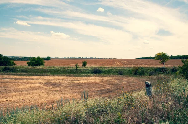 Summer Landscape Ripe Yellow Wheat Field Wild Herbs Foreground Tranquil — Stock Photo, Image