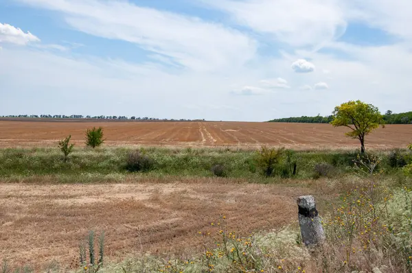 Summer Landscape Ripe Yellow Wheat Field Wild Herbs Foreground Green — Stock Photo, Image