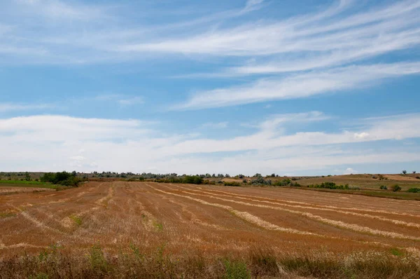 Plain Landscape Sloping Field Rows Dry Brown Stubble Clear Blue — Stock Photo, Image