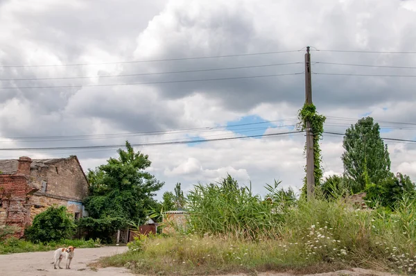 Ruhige Landschaft Der Dorfstraße Mit Zugewachsenen Strommasten Und Weiß Grauen — Stockfoto