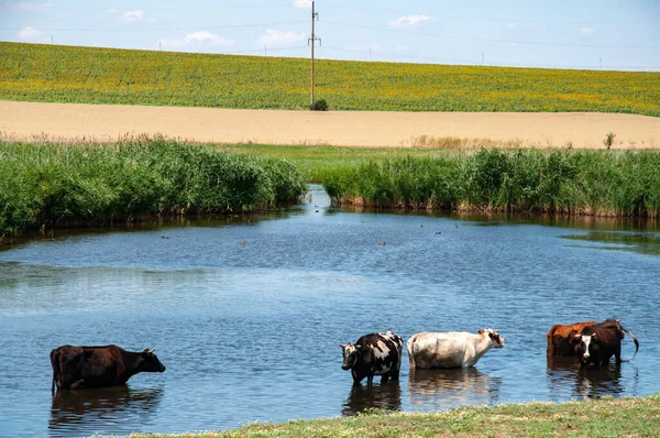 Rural Landscape Lake Several Cows Drinking Water Pond Overgrown Fresh — Stock Photo, Image