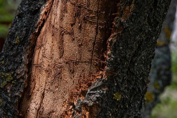 Κατεστραμμένος Φλοιός Δέντρου Κορμό Κομμένου Δέντρου Ακατέργαστη Ξύλινη Υφή Από — Φωτογραφία Αρχείου