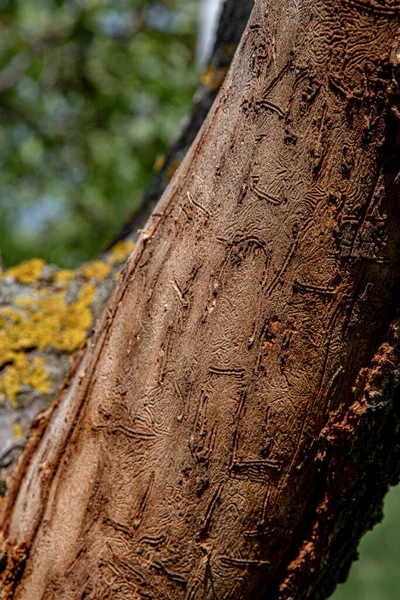 Ξύλινη Επιφάνεια Από Κομμένο Κορμό Δέντρου Κοντινή Απόσταση Ξυλεία Σημάδια — Φωτογραφία Αρχείου
