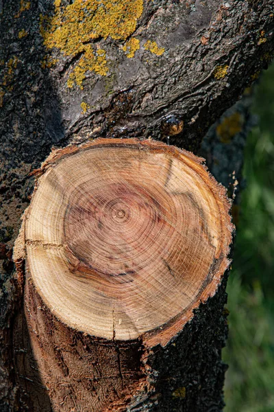 Tronco Árvore Com Fechamento Seção Transversal Madeira Tronco Velho Rachado — Fotografia de Stock