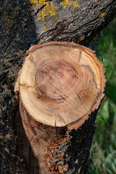 Árvore Velha Com Galho Cortado Textura Madeira Rachada Padrão Anel — Fotografia de Stock