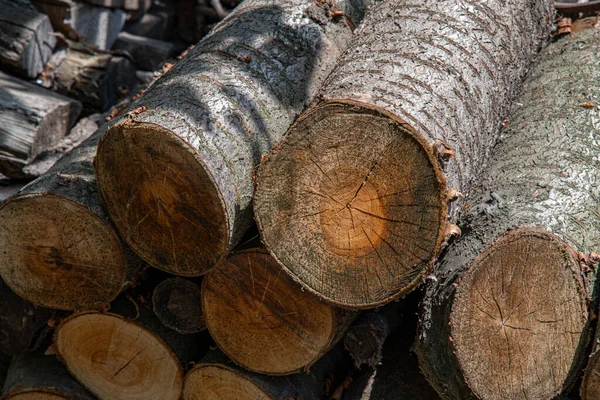 Woodpile Toras Corte Com Padrão Anel Árvore Conceito Tradicional Combustível — Fotografia de Stock