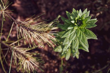Yaprak yüzeyinde parlak su damlaları olan yeşil gül yaprakları. Arka planda çözülmüş kozalaklı dallar var. Yağmurdan sonra doğanın güzelliği.