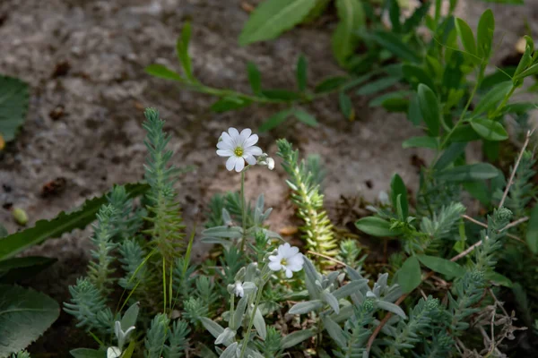 Drobné Bílé Květy Mezi Rozostřenými Zelenými Listy Šťavnatými Látkami Záhonu — Stock fotografie