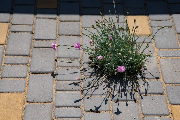 灰色と黄色のパターンを持つ石のタイル舗装で成長ピンク色のクローブの花の緑豊かな茂み 庭道の花飾り — ストック写真