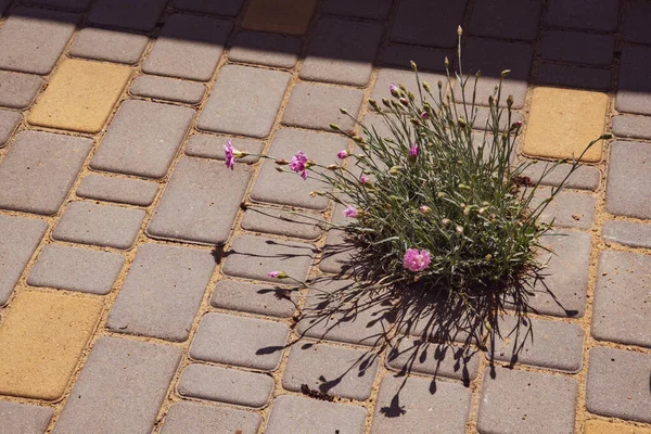 Fiori Chiodi Garofano Rosa Che Crescono Pavimentazione Piastrelle Pietra Con — Foto Stock