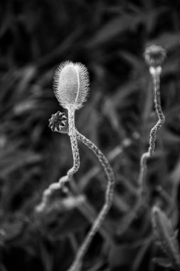 Olgunlaşmış gelincik çiçeklerinin tek renkli fotoğrafı. Bokeh arkaplanlı yakın plan. Zarif kıvrımlı gövdede bulanık arkaplanda ince bir tomurcuk.