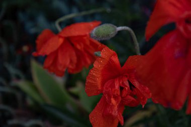 Koyu arkaplanda buruşuk taç yaprakları üzerinde yağmur damlaları olan ıslak kırmızı gelincik çiçekleri. Karanlıkta yaz çiçekleri