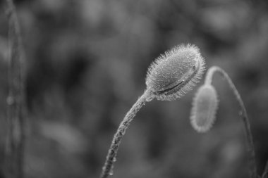Eğri büğrü, bokeh arkaplanlı haşhaş çiçeği tomurcukları. Kırılgan tomurcukların siyah beyaz fotoğrafı