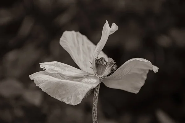 Sepia Solmuş Gelincik Çiçeğinin Koyu Bulanık Arka Planda Kırışık Taç — Stok fotoğraf