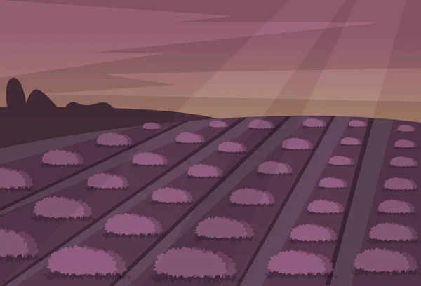 Campo de lavanda vetor paisagem natureza violeta flor luz solar roxo lavande noite natural bonito campo florescendo ilustração . —  Vetores de Stock