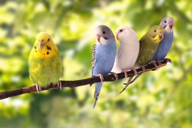 the colorful budgies are on a green background clipart
