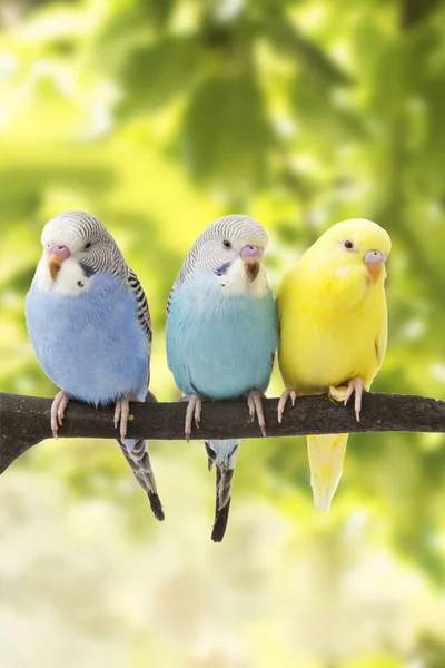 The colorful budgies are on a green background — Stock Photo, Image