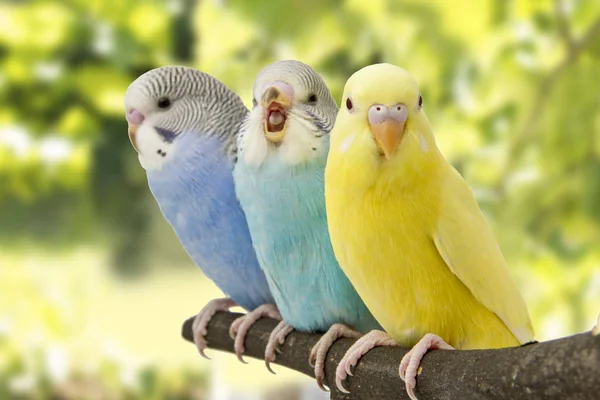 De kleurrijke budgies zijn op een groene achtergrond — Stockfoto