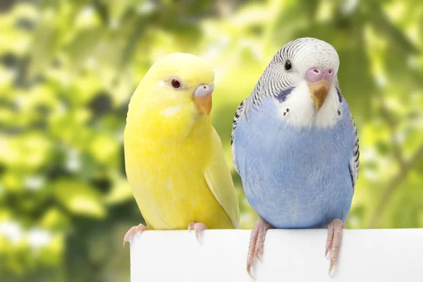 The colorful budgies are on a green background — Stock Photo, Image