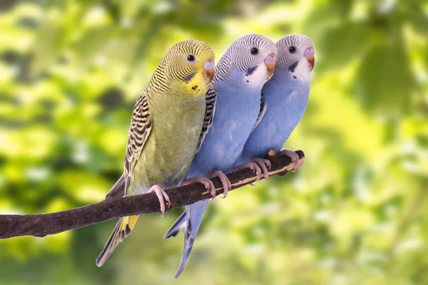 The colorful budgies are on a green background — Stock Photo, Image