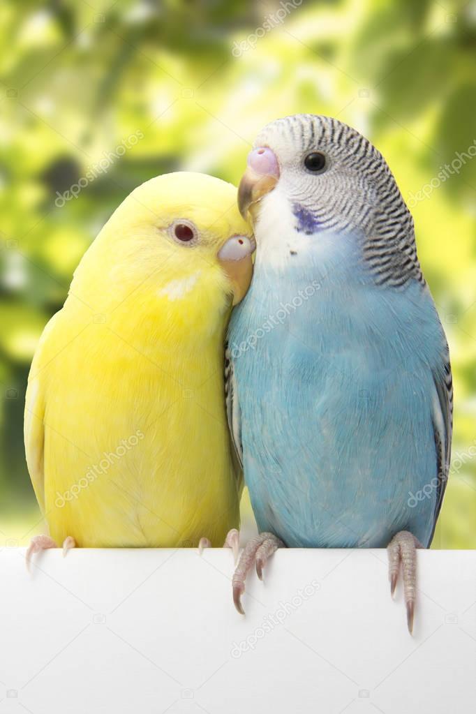 the colorful budgies are on a green background