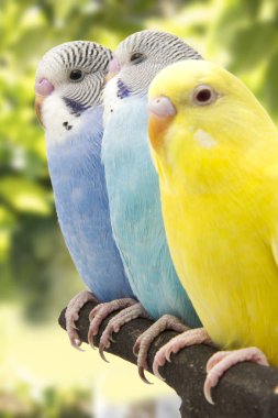 three budgies are in the roost clipart