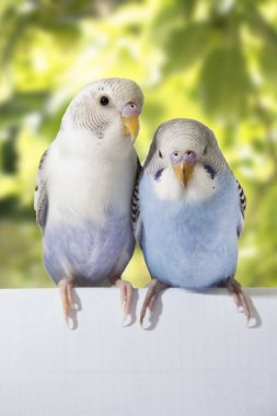 Beyaz bir arka plan üzerinde iki kuşlar.