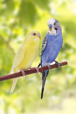 yeşil bir arka plan üzerinde iki kuşlar.