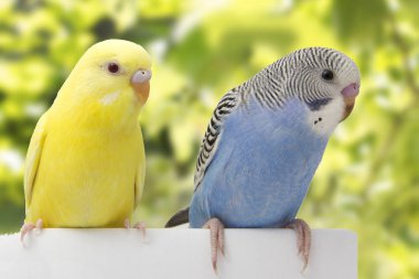 Beyaz bir arka plan üzerinde iki kuşlar.