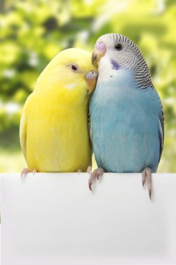 two birds are on a white background clipart