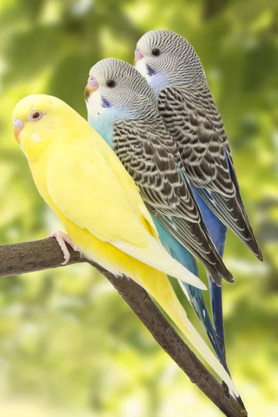 Üç muhabbet kuşu tünek vardır