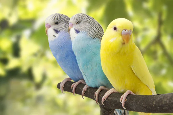 Three budgies are in the roost — Stock Photo, Image