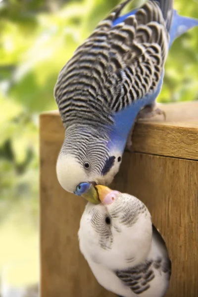 civciv ve muhabbet kuşu beyaz zemin üzerinde bir yuva vardır