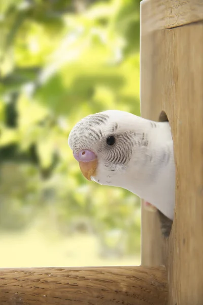 O pequeno periquito está olhando do ninho — Fotografia de Stock