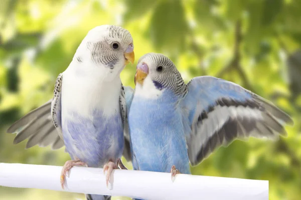 Маленькие попугаи сидят на ветке дерева — стоковое фото