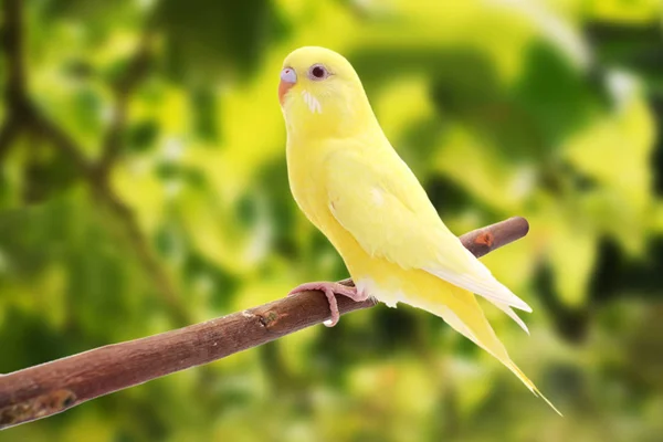 2 羽の鳥は緑の背景に、します。 — ストック写真