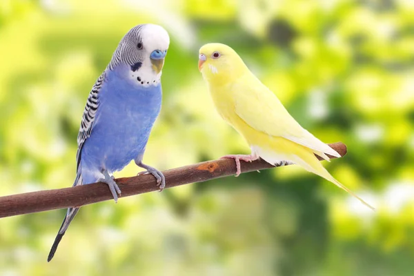 Twee vogels zijn op een groene achtergrond — Stockfoto