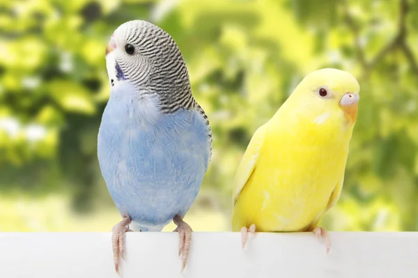 Beyaz bir arka plan üzerinde iki kuşlar.