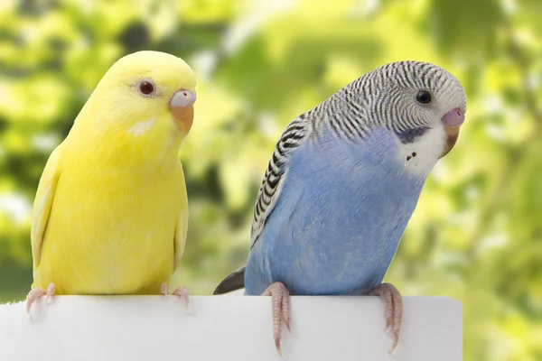 Dois pássaros estão em um fundo branco — Fotografia de Stock