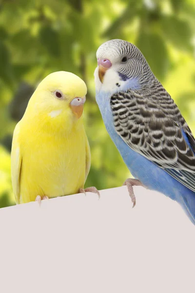 Dos pájaros están sobre un fondo blanco — Foto de Stock