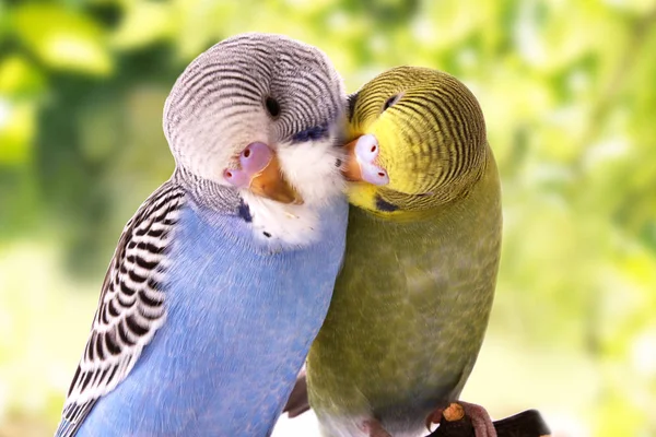 Dos pájaros están sobre un fondo verde — Foto de Stock