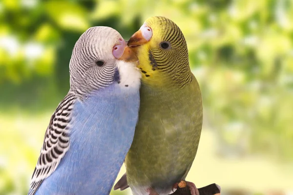 Twee vogels zijn op een groene achtergrond — Stockfoto