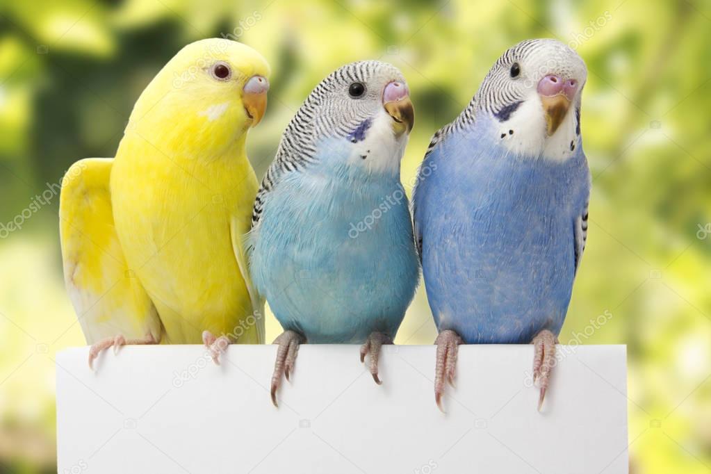 three birds are on a white background