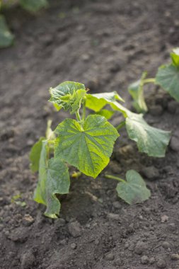Yeşil salatalık filizli gevşek toprak. Açık arazide yeşil dereotu bitkisi