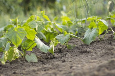 Yeşil salatalık filizli gevşek toprak. Açık arazide yeşil dereotu bitkisi