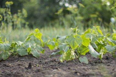 Bir çiftçinin bahçesinde genç bir salatalık. yeşil sebze fideleri gevşek toprakta.