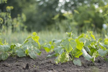 Bir çiftçinin bahçesinde genç bir salatalık. yeşil sebze fideleri gevşek toprakta.