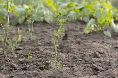 Genç yeşil dereotunun filizleri bahçede yetişir. Topraktan bir dereotu sapı yetişiyor..