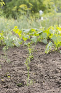 Genç yeşil dereotunun filizleri bahçede yetişir. Topraktan bir dereotu sapı yetişiyor..