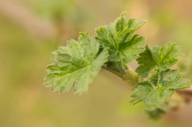 Tomurcukları olan taze kuş üzümü. Baharda bahçe çalıları